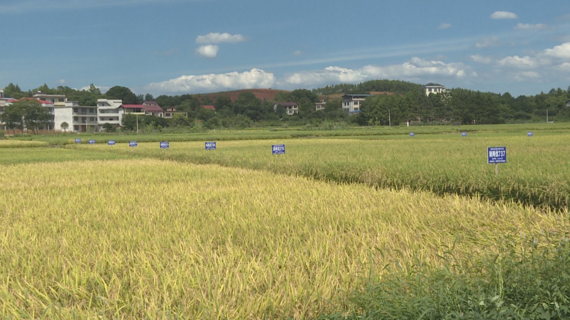 农作物新品种 (1).bmp 农作物新品种 (1).bmp