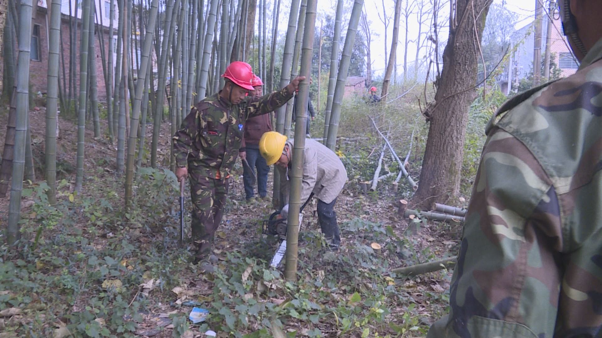电力砍青-3.jpg