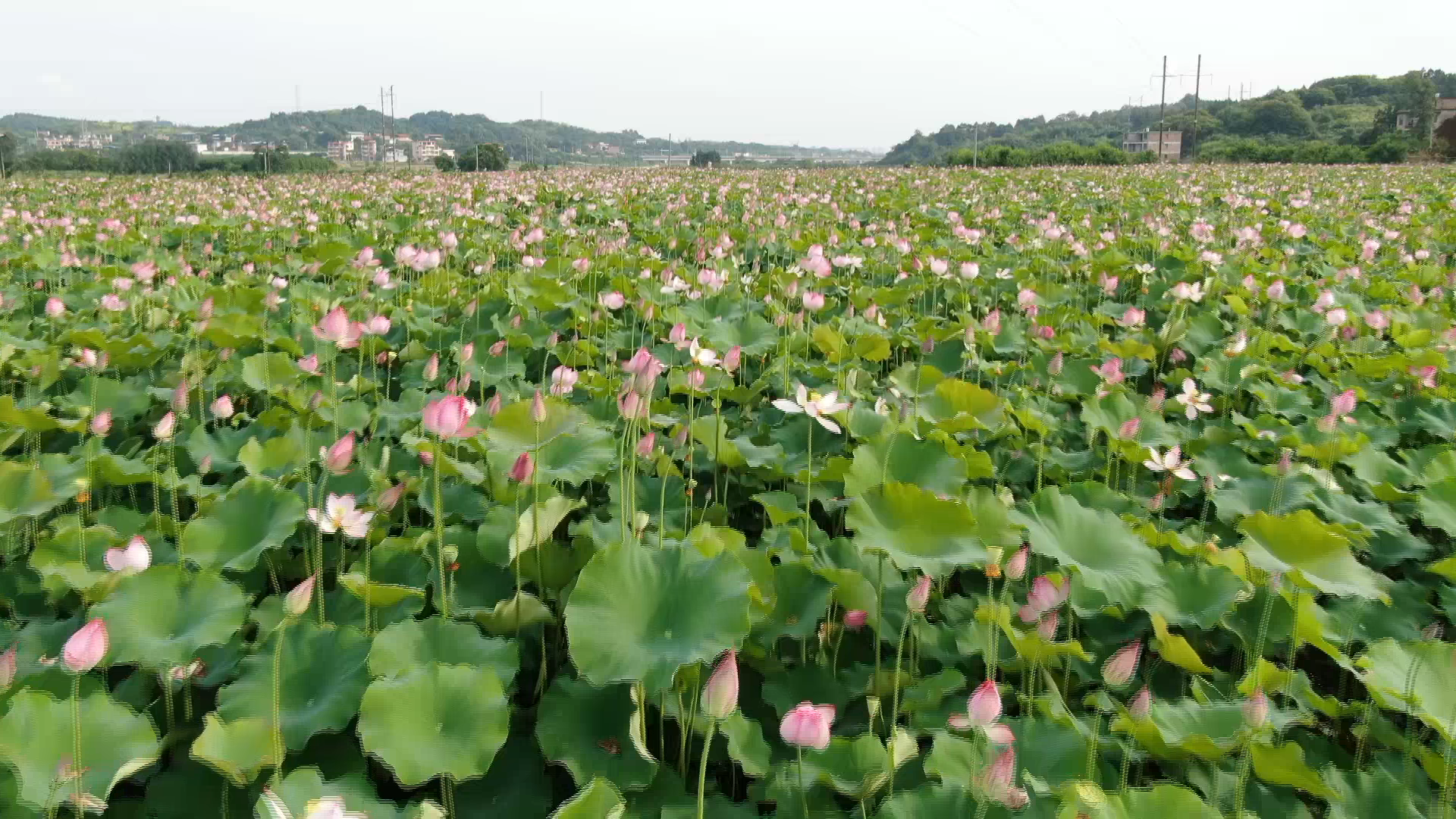 下马渡镇元家庙村荷花绽放引游人扮靓乡村振兴路