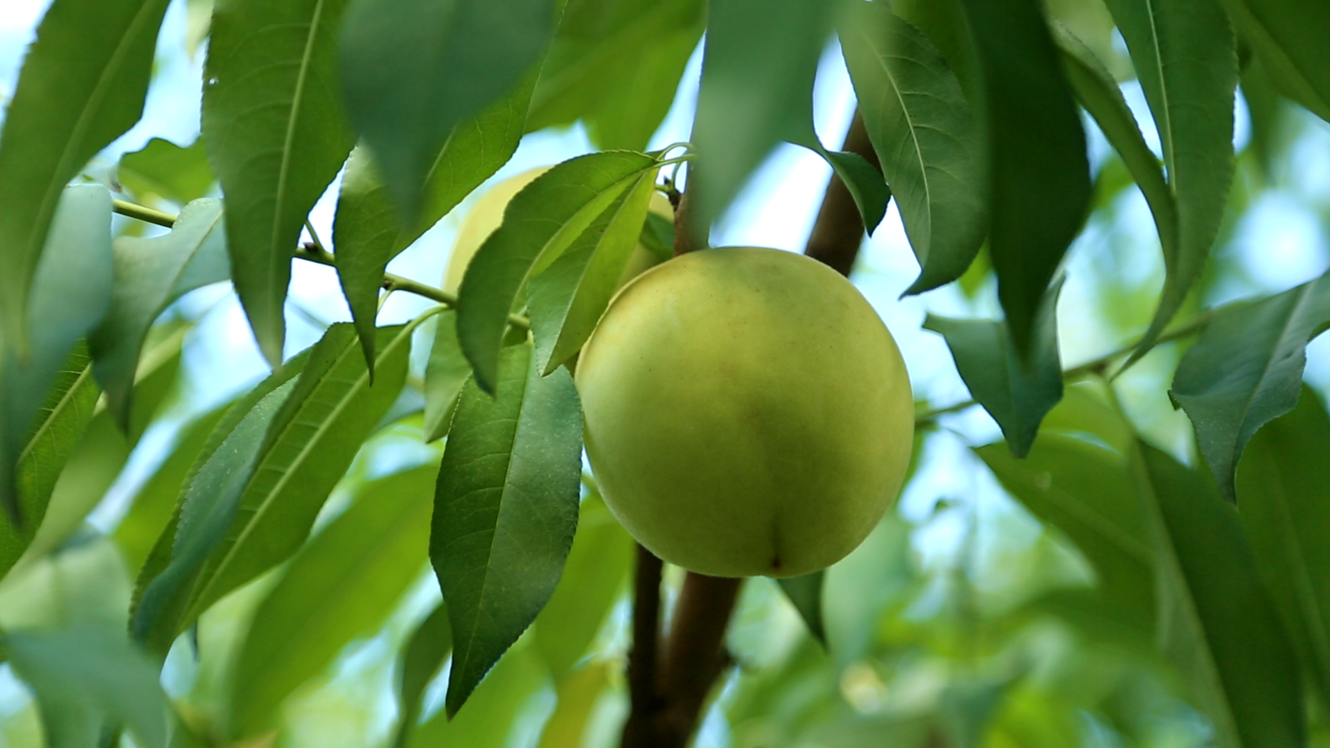 茅竹镇三家村桃不开的诱惑脆蜜青桃香甜上市
