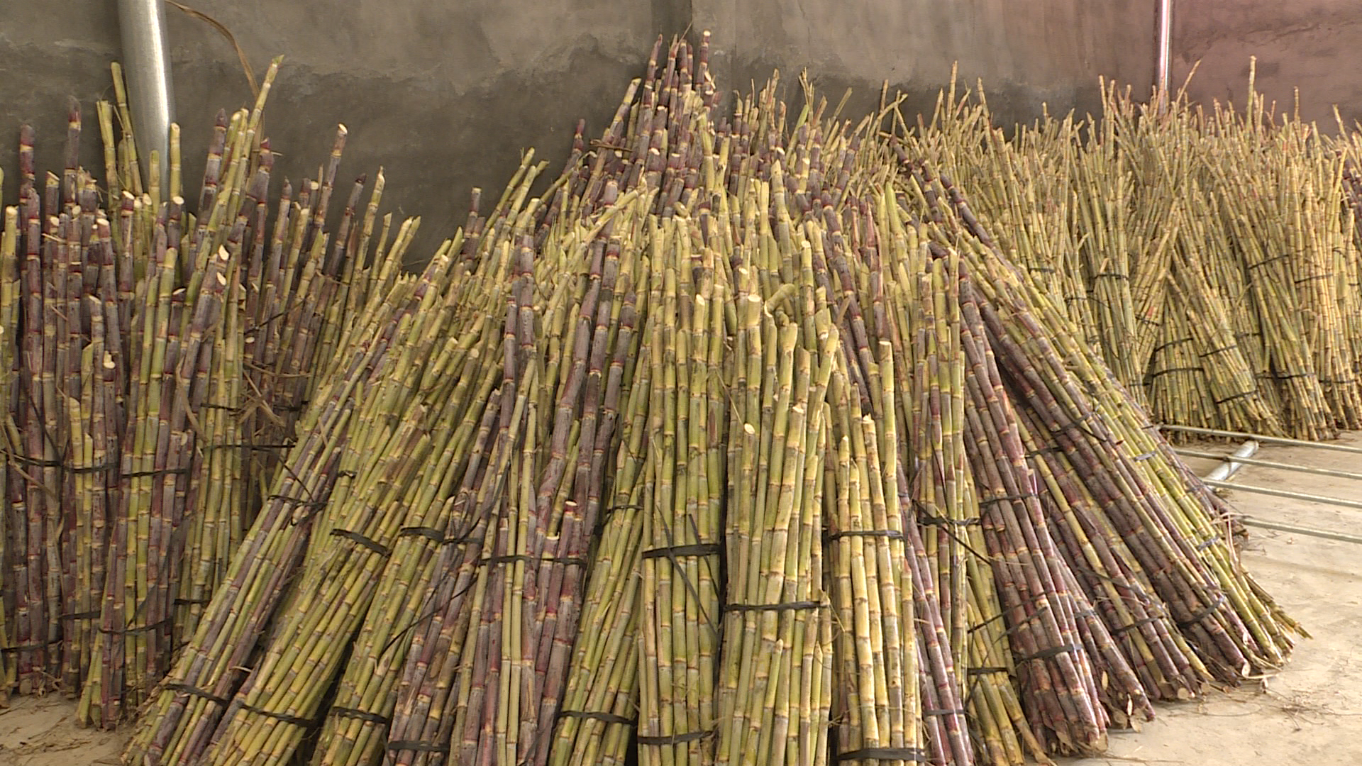 祁阳又到糖蔗丰收时红糖熬制香飘飘