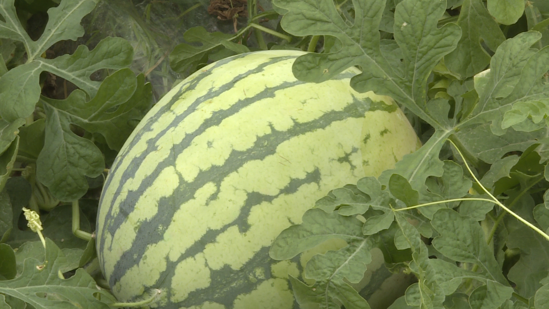 茅竹镇富联村大棚西瓜甜蜜上市高品质受市场青睐