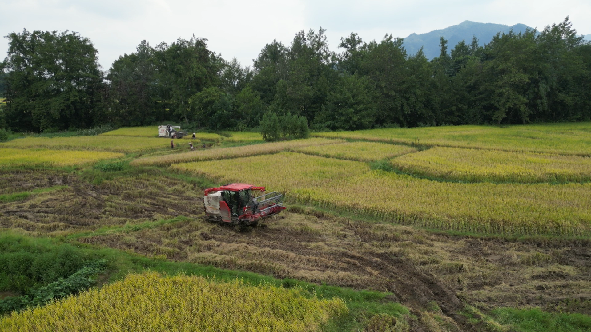 不慌忙 "机械"上门来帮忙_乡镇动态_湖南省永州市祁阳市人民政府网