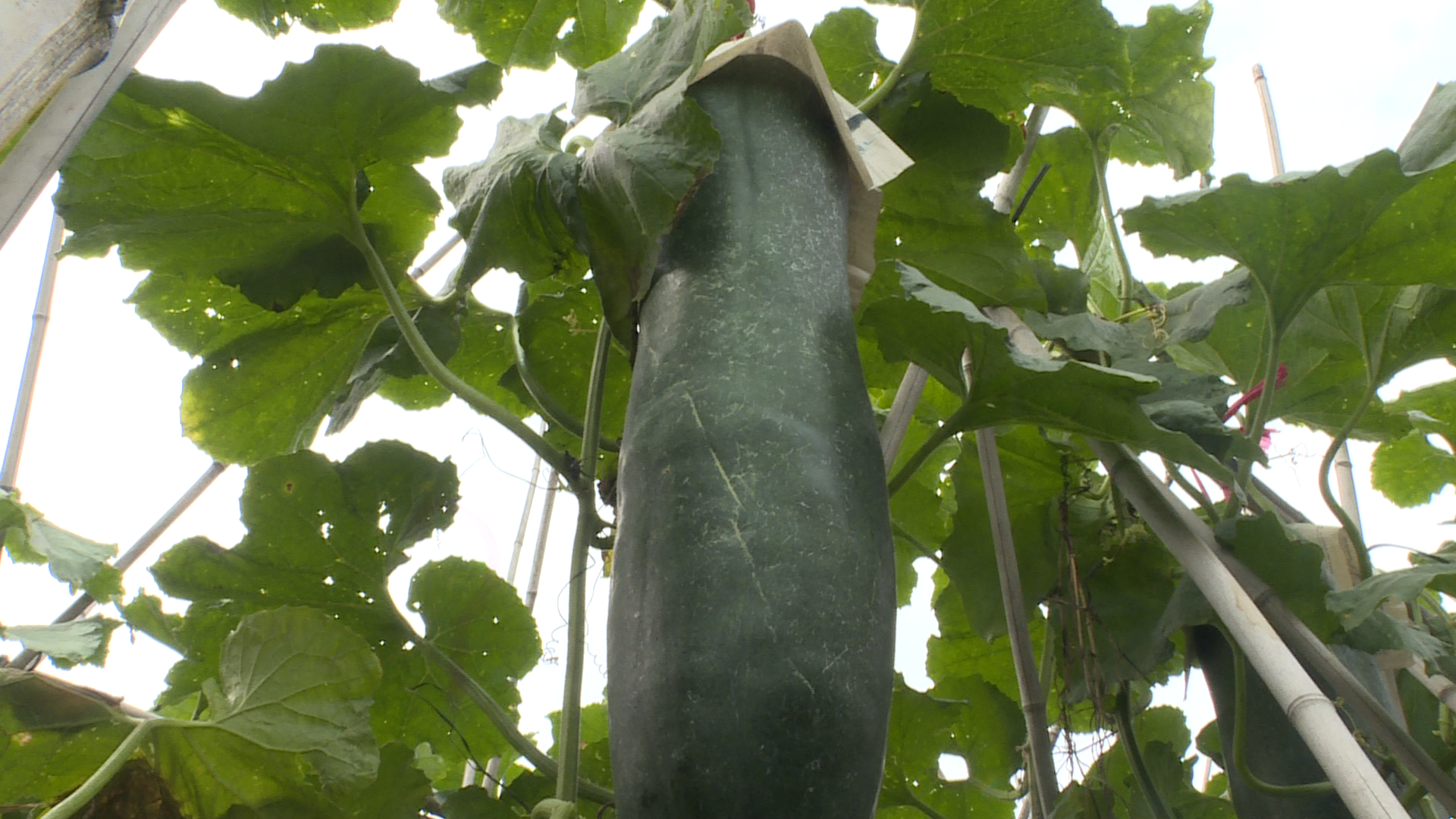 七里桥镇150亩黑皮吊冬瓜迎丰收农民致富劲头足