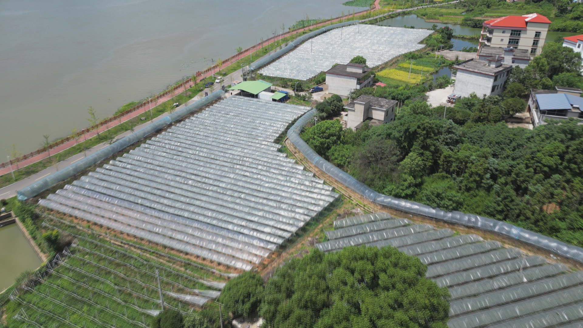 老山湾葡萄-1.bmp 老山湾葡萄-1.bmp