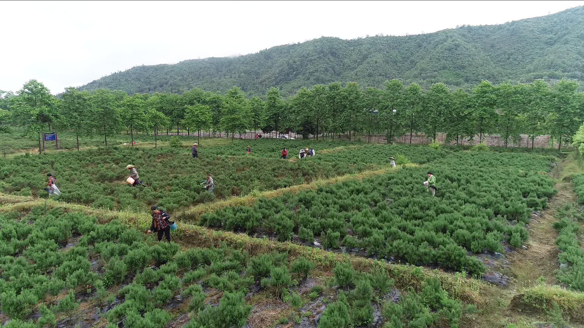 祁阳1000亩迷迭香雨后施肥忙
