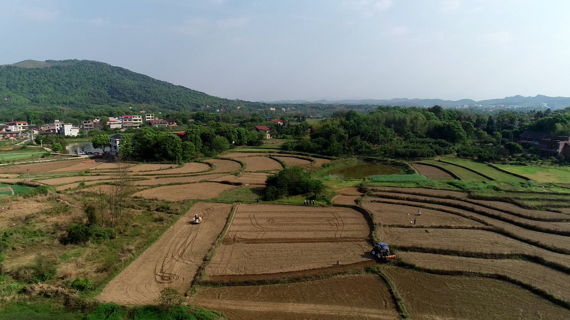 七里桥镇:大豆玉米带状复合种植 助力粮食稳产增收_工作动态_祁阳市