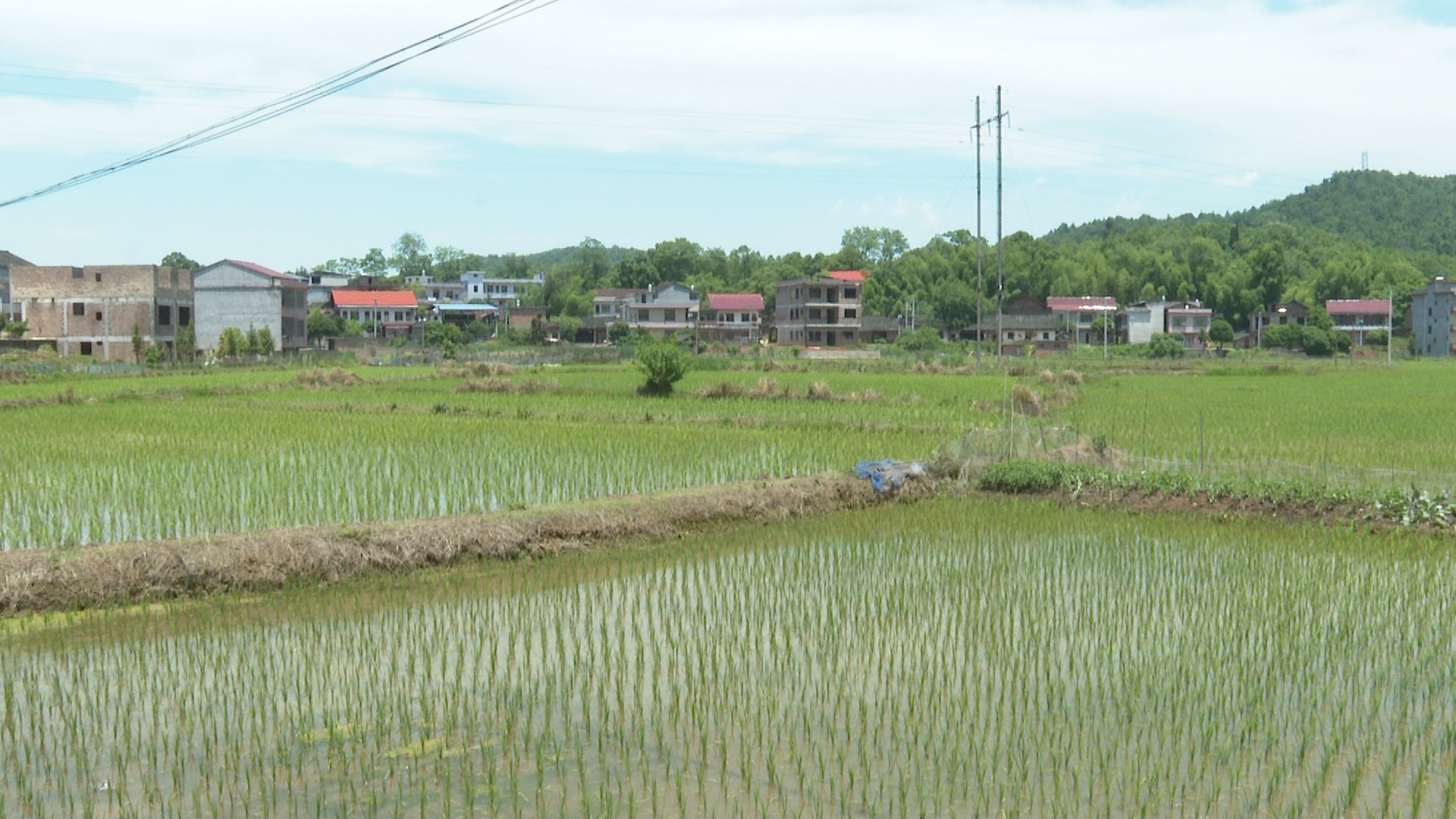 观音滩镇:"非粮化"整治让粮田"务正业"_工作动态_祁阳市农业农村局